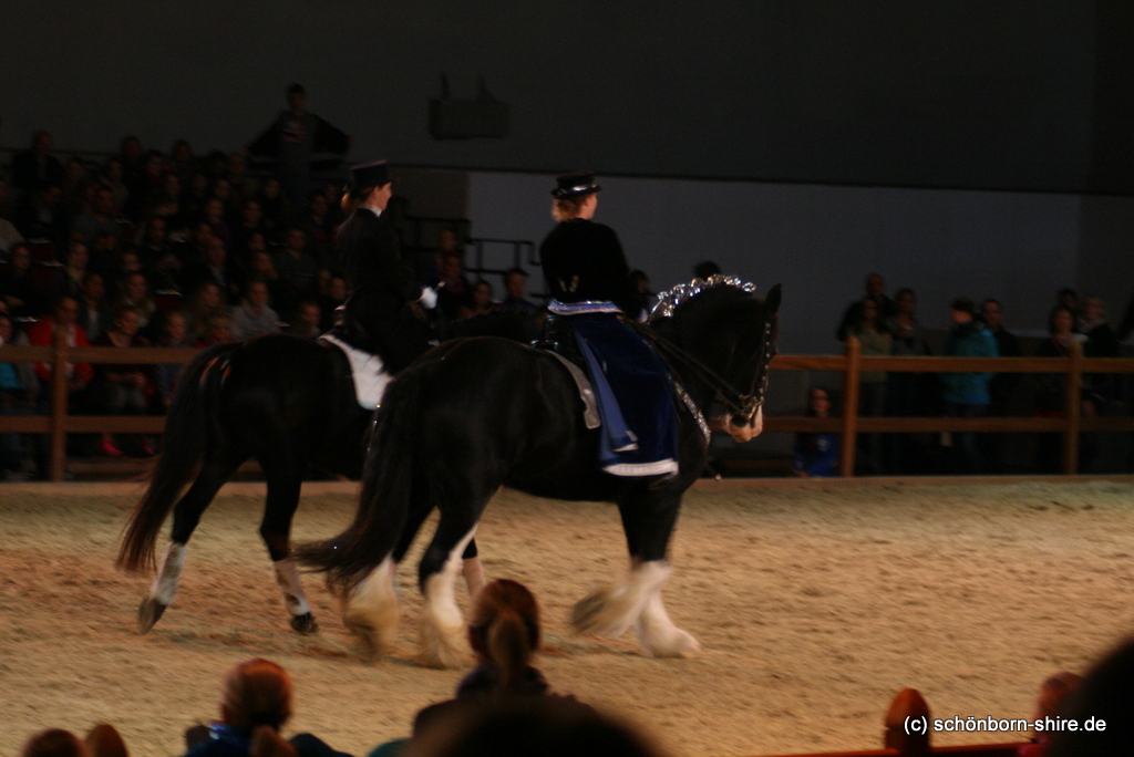Pas de Deux, KWPN Under Cover & Shire Stute Glory